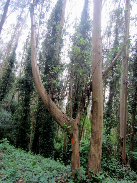 quirky tree with orange mark - Mount Sutro Forest