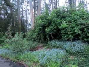 the forget-me-nots are back - Mount Sutro Forest