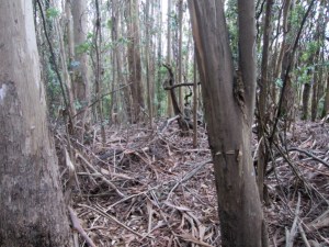 where the understory has been gutted - Mount Sutro Forest