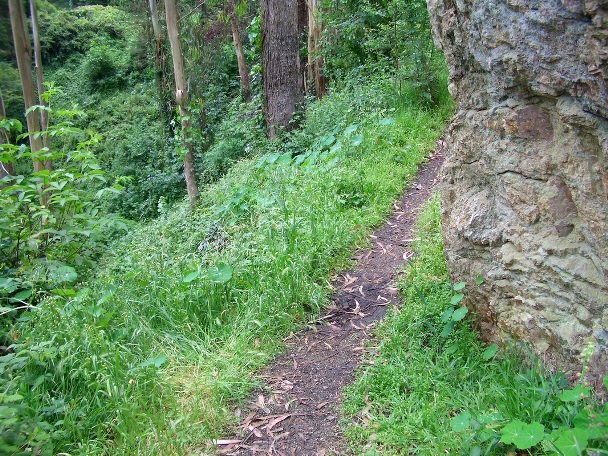 A narrow natural trail through a lush green forest