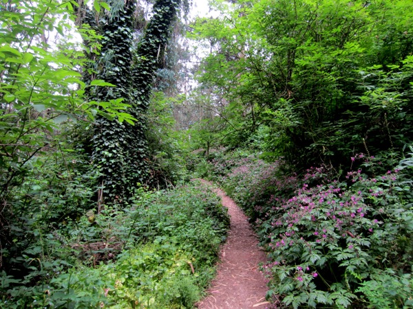 Mount sutro forest - still green