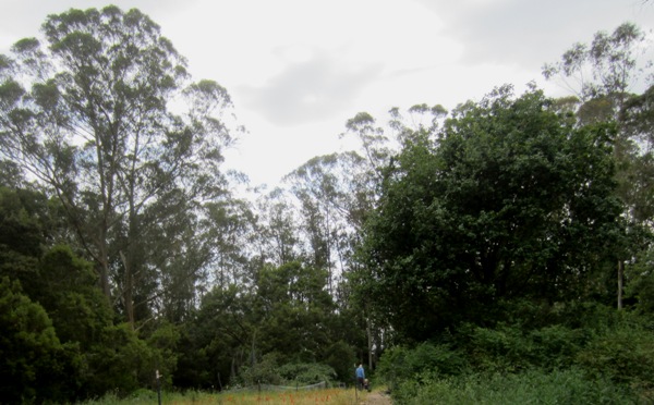 Mount Sutro Forest with visitors