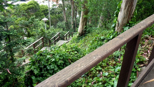 Stairs up into the forest - Tony Holiday