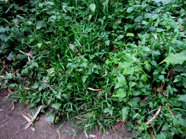 Sutro Forest - herbaceous layer is still green