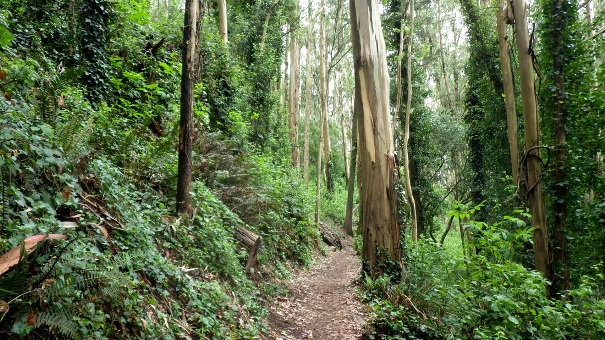 Upper Historic Trail - Tony Holiday