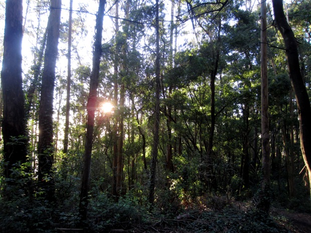 acacia subcanopy in Sutro Forest
