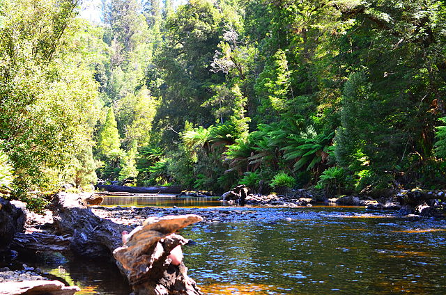 Forest, Styx River, Tasmania - Source Wikimedia Commons - melissaaubrey1981