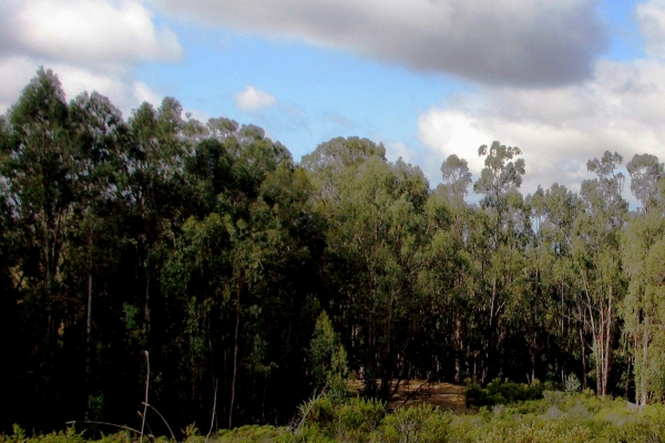 lake-chabot cropped Photo credit MillionTrees dot me