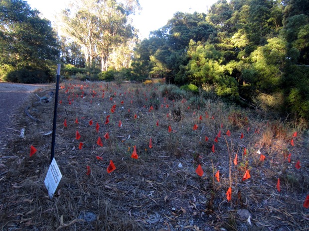 native plant garden meadow June 2013