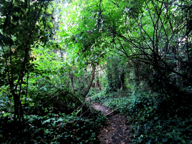 sutro forest 1