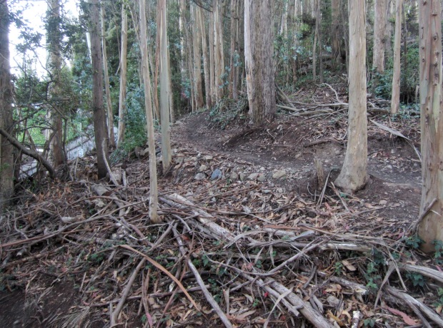 Sutro Forest East Ridge trail near Aldea campus