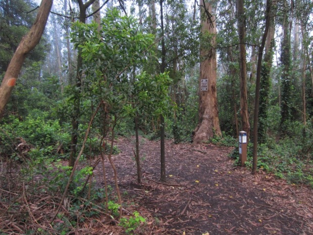 damp inside the forest
