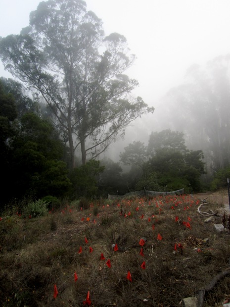 flags in the Native Meadow