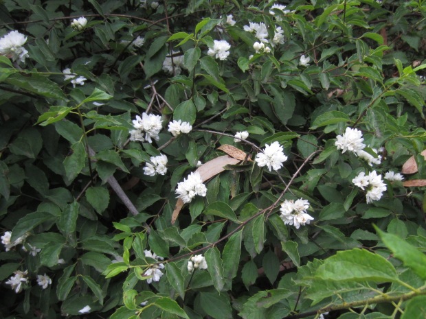 mock orange blooming