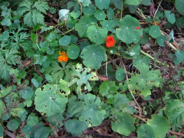 nasturtiums part of the food chain