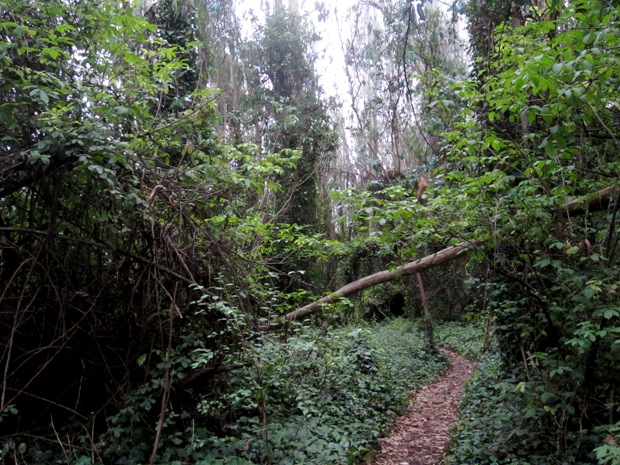 trail under the beam