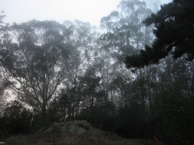 trees in the fog