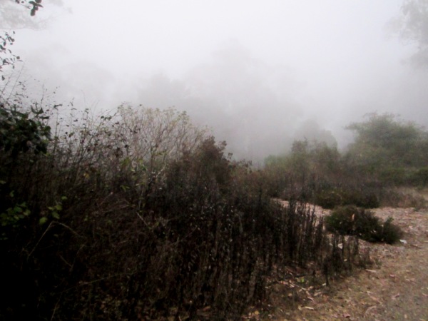 dried plants in the Native Garden on Mount Sutro