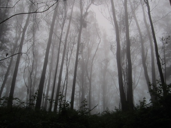 fog in Mt Sutro Cloud Forest sept 2013 -2