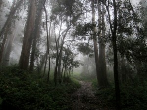 fog in mt sutro cloud forest sept 2013