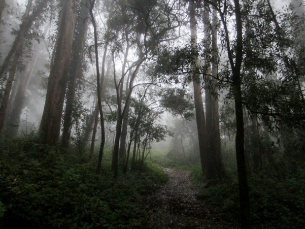 fog in mt sutro cloud forest sept 2013