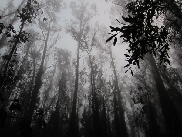 Mt Sutro Cloud Forest evening