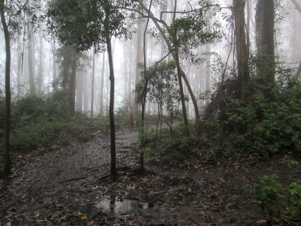 Mt Sutro Cloud Forest sept 2013
