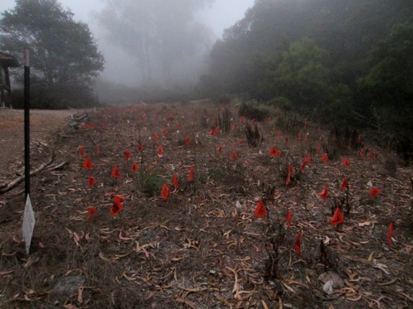 orange flag meadow on Mt Sutro