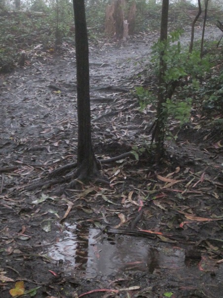 puddle in mt sutro cloud forest