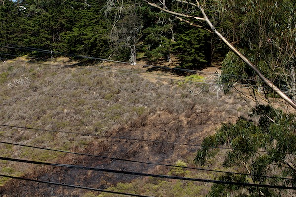 Native Plant fire scorch above Laguna Honda San Francisco 1