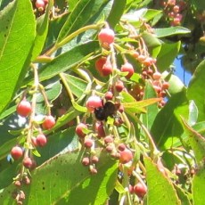 bumble bee on strawberry tree 3