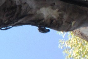 maybe downy woodpecker