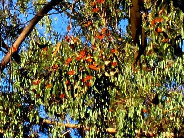 monarch butterflies in eucs