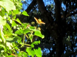 monarch butterfly nectaring on Cape Ivy 2