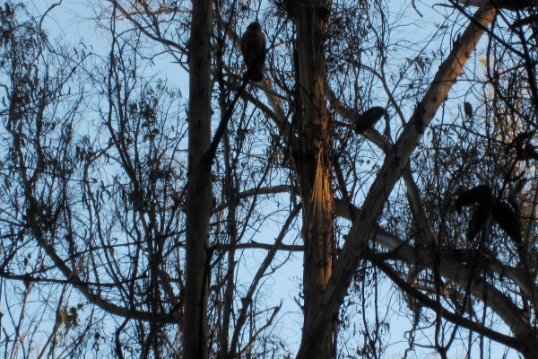 hawk in tree - sutro forest