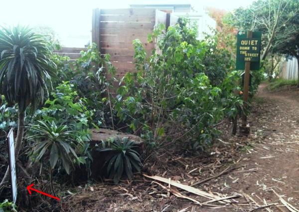 interior green belt pesticide notice imazapyr