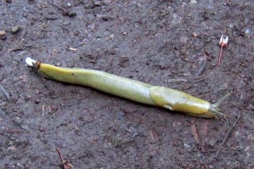banana slug