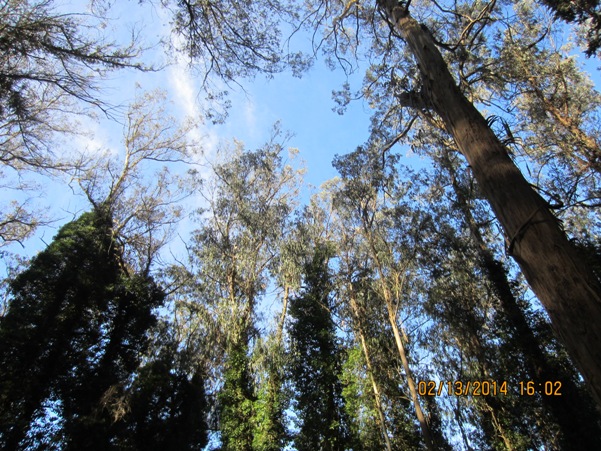 eucalyptus trees in Sutro Forest