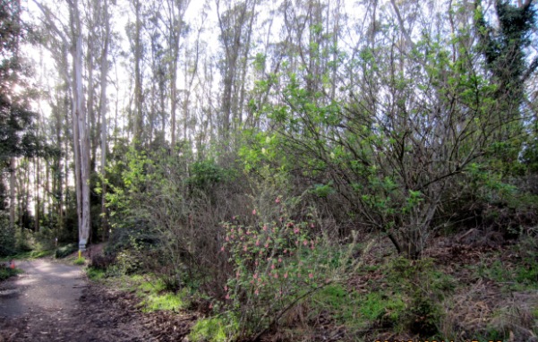 from the native plant garden