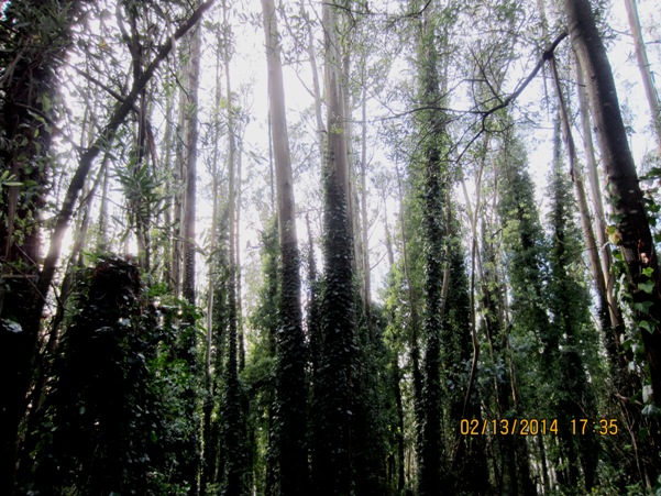 Ivy doesn't climb into the canopies
