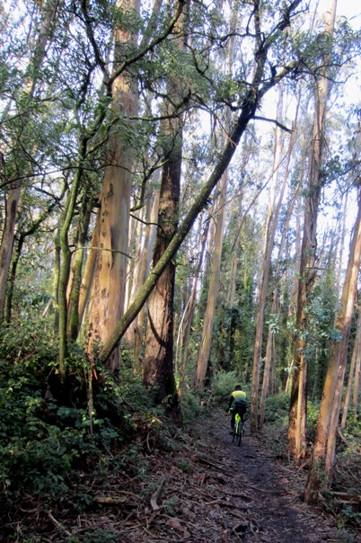 mountain biker in Sutro Forest