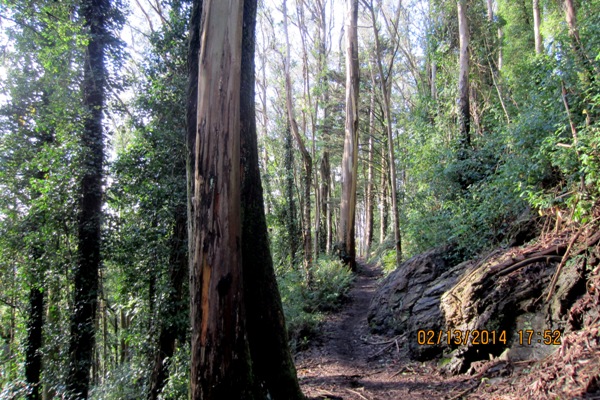 mt sutro forest trail 2