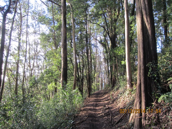 mt sutro forest trail 4