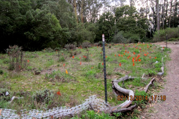 Pollinator field of orange flags