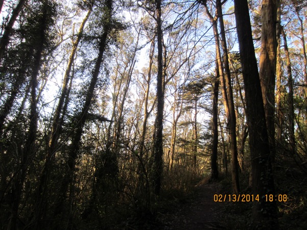 sunset light in Sutro Forest