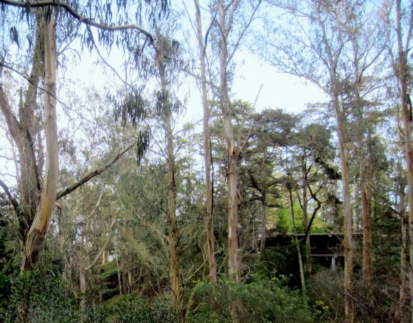 UCSF chancellors house in Sutro Forest