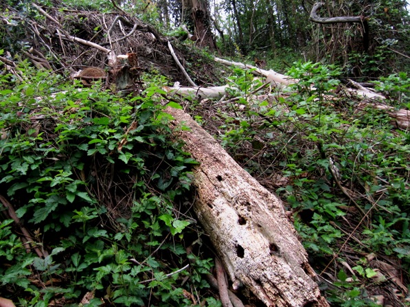 snag as hunting ground