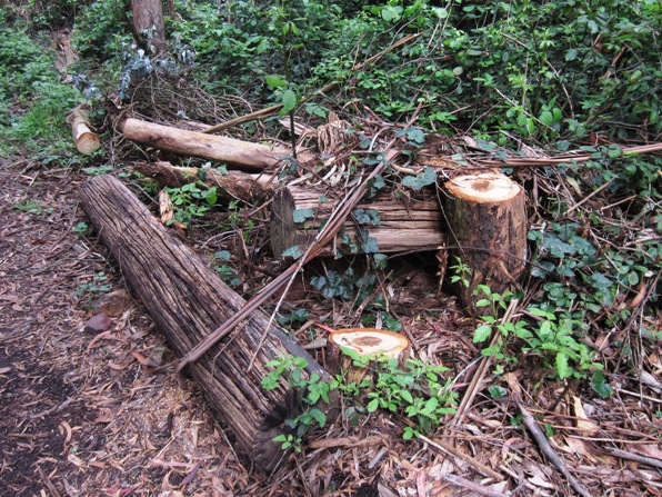 stumps in sutro forest april 2014
