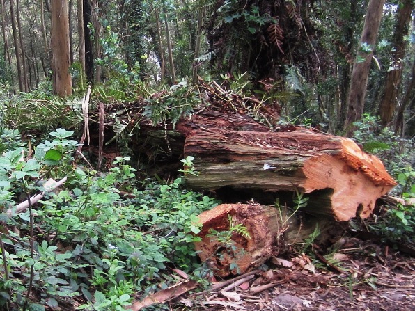 this was the snag with ferns and epiphytes