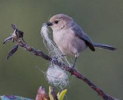 bushtit with nesting material. Copyright Janet Kessler